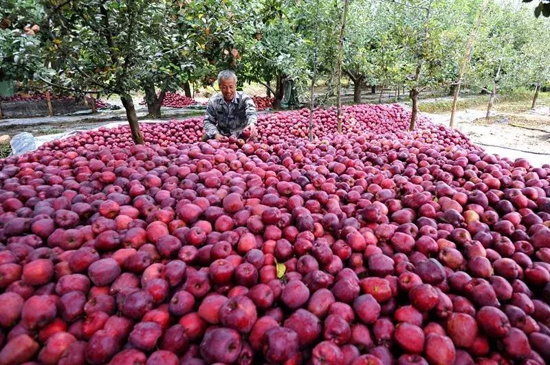礼县红心苹果,甘肃礼县苹果丰收