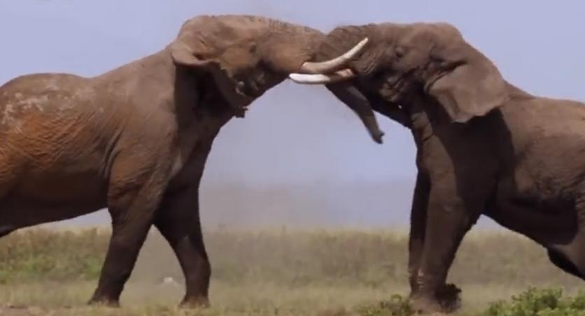 大象大战100只多头蛇,大象之间的求偶战