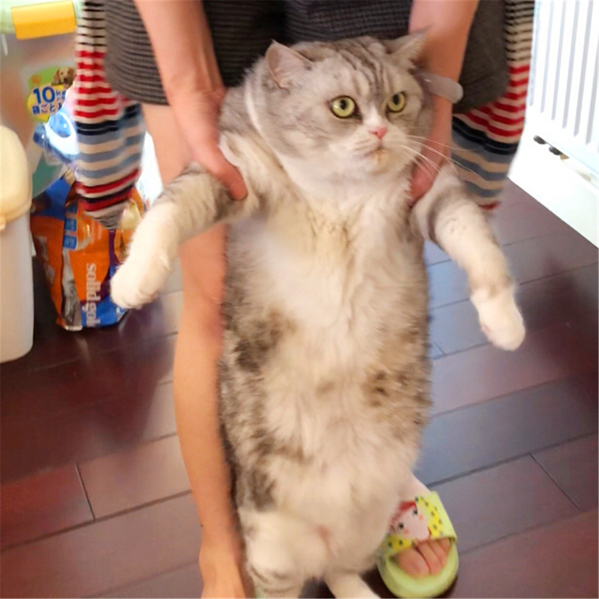 田园猫常见的8个品种,田园猫最厉害的是什么猫