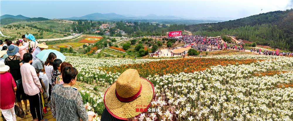 以花为媒惠美“泰山•百合和园”田园综合体花开最美乡村