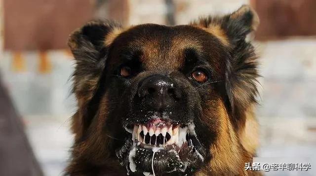 恶犬咬人被反杀集锦解气,恶犬咬人被一招制服