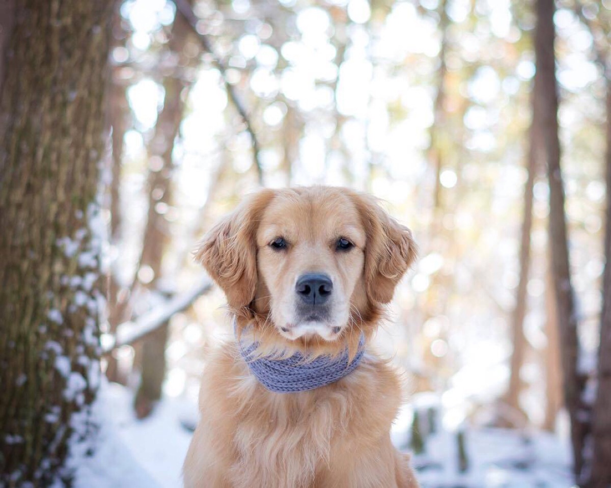 导致狗狗毛掉光的原因,狗狗毛发白有什么预兆