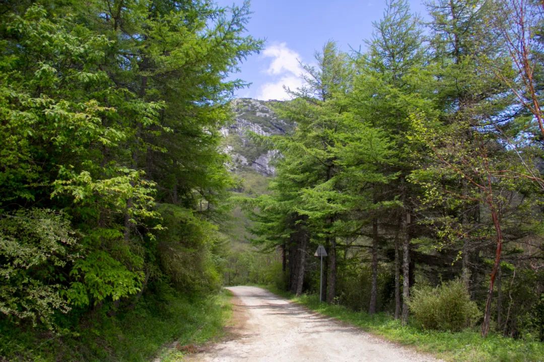 秦岭光头山至鹿角梁穿越路线,秦岭西观音山徒步登山路线攻略