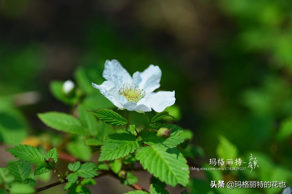 花园里种树莓吗,树莓在庭院里如何种植