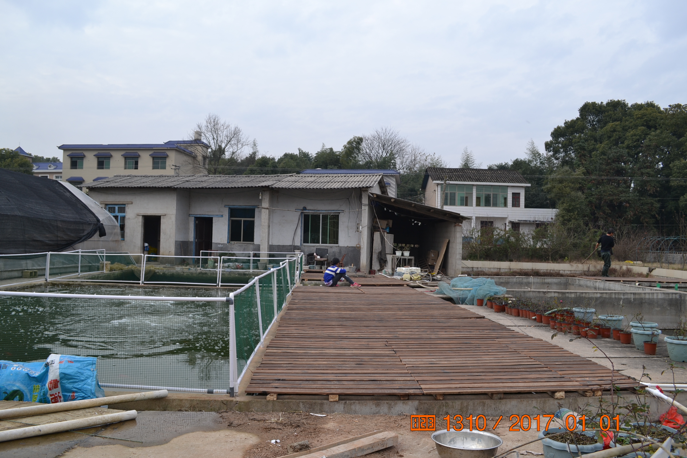 湖南最好的锦鲤养殖基地,湘潭锦鲤养殖