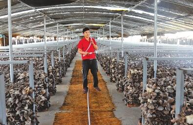 黑木耳打什么叶面肥能增产,黑木耳的种植技术