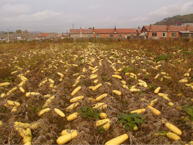 黑龙江西葫芦种植,农民种植西葫芦亩收入