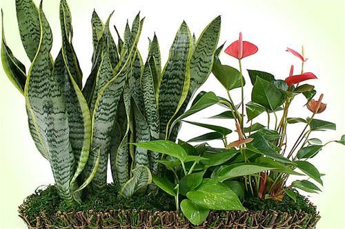 适合卧室养的10种花,养金枝玉叶放卧室可以改善睡眠吗