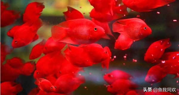 鹦鹉鱼刚到新缸怎么养鱼,迷你鹦鹉鱼会起头吗
