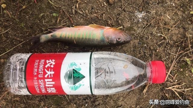 小溪垂钓野生溪鱼非常过瘾,福建农村小溪最常见的鱼