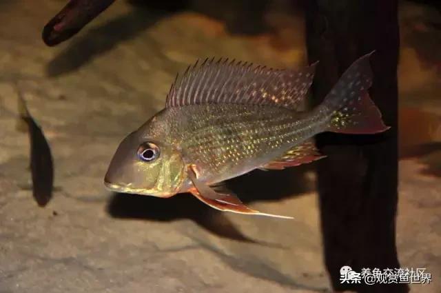 食土鲷一般多大尺寸,食土鲷哪个品种小一点