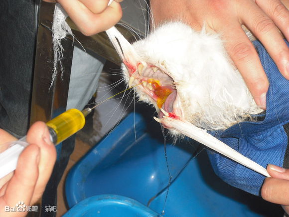 猫咪口腔溃疡最简单的治法,猫咪口炎口腔溃疡怎么治