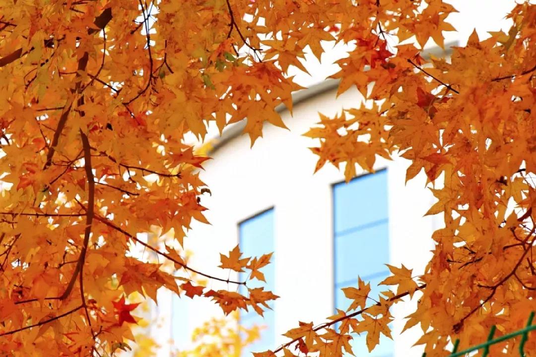 辽宁省内大学排名沈阳医学院,辽宁省沈阳医学院前景