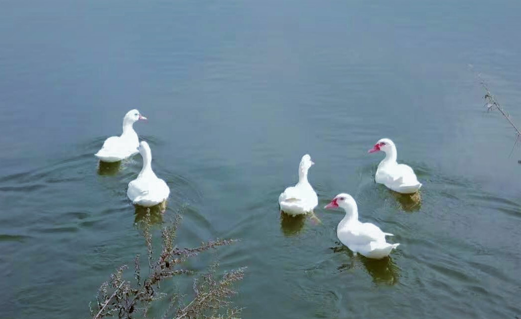 大连铭湖牧场十一还值得去吗,大连铭湖牧场多大面积
