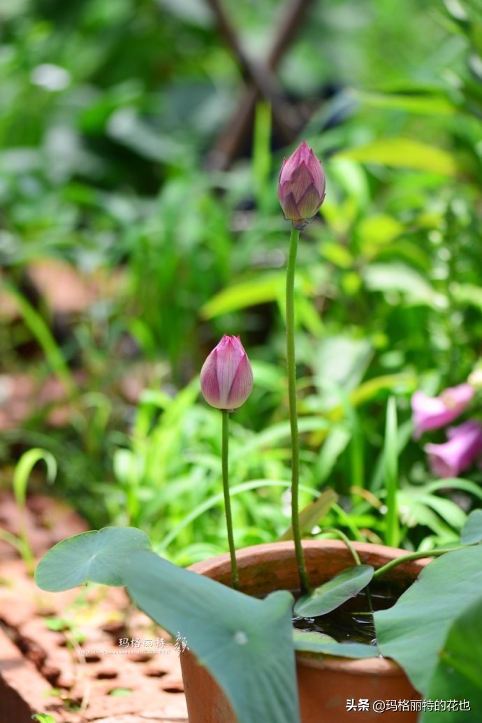 碗莲种子种植步骤及注意事项,碗莲种植方法超简单的快来看看吧