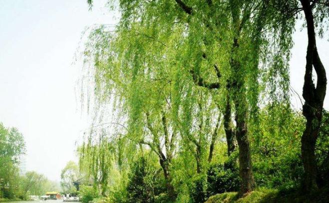 柳树种植技术与管理病虫害有哪些,柳树苗的栽培与管理