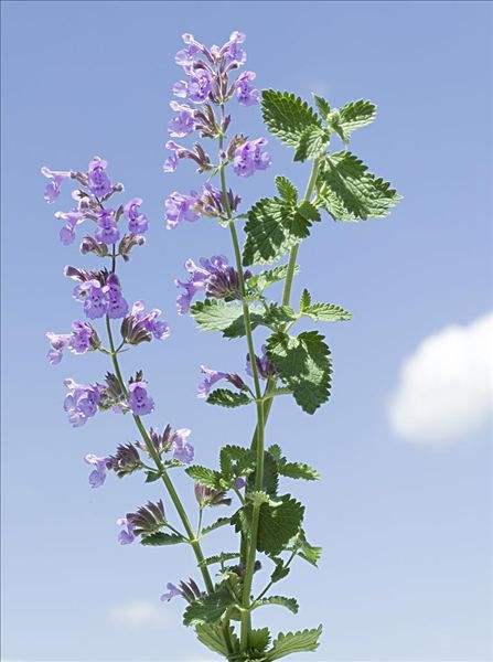 感冒了怎么对付,感冒了怎么才会严重