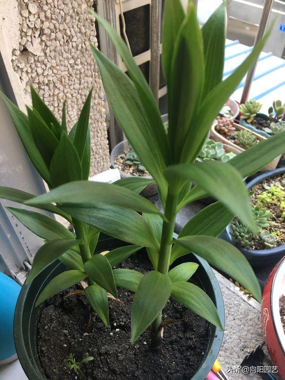 把百合种在花盆里能不能浇水,花无缺水溶肥种植百合