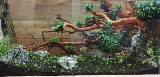 鱼缸死鱼后怎么消毒，高锰酸钾浸泡后会影响细菌屋的使用么？