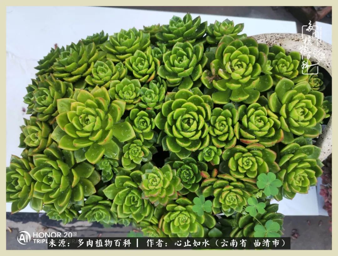 感谢陪伴感恩所有的遇见,让每个人都能感受到多肉的美好