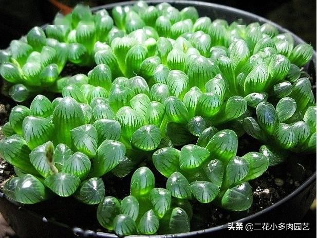 365种·常见花卉图谱，观果和多肉植物收藏篇