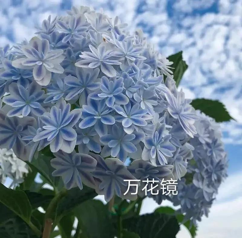 春季绣球叶子发皱怎么回事,夏季绣球老叶子都干枯怎么处理