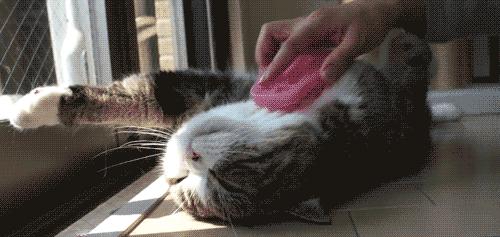 猫咪需要玩伴吗一只猫咪会孤独吗,盘点猫咪太闲的行为