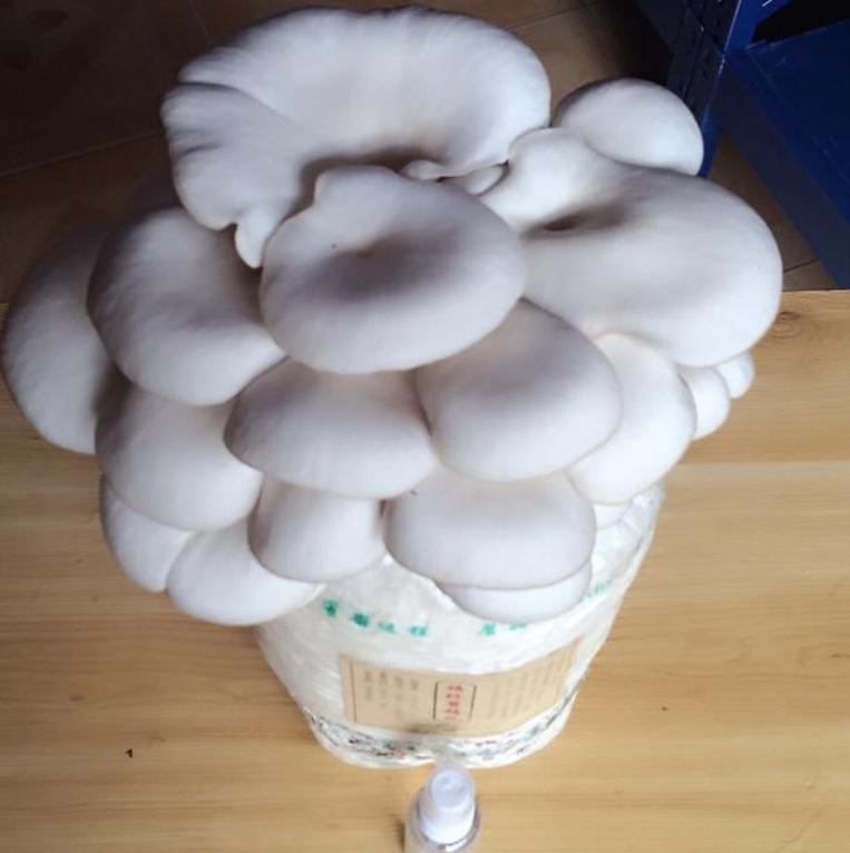 教你种植蘑菇,家庭蘑菇种植方法和步骤