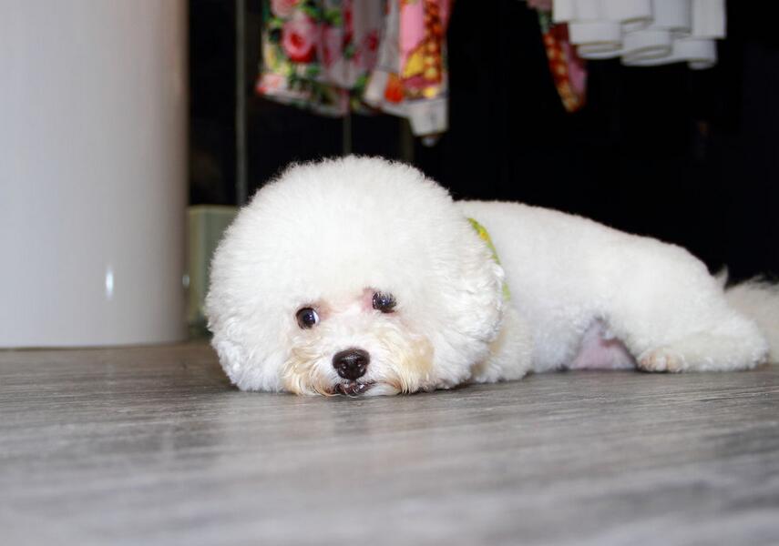 缺乏“安全感”的比熊犬,都会有这6种情况,希望你家没有