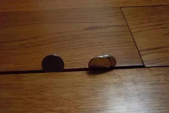 断头不死，马桶里重生，南方蟑螂凭什么把北方汉子吓出猪叫