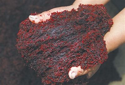 厨余垃圾养虫循环养殖,生活垃圾处理养虫