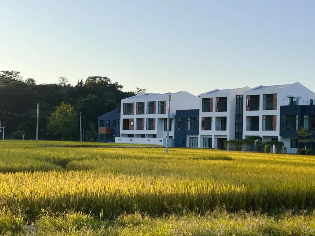 惠阳的稻田,惠阳稻田美景