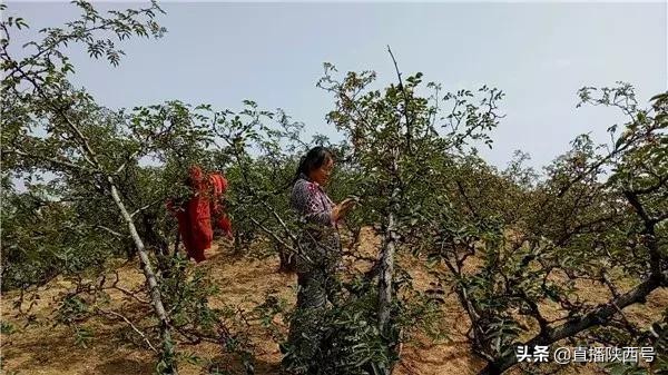 韩城的花椒摘开了没有多少钱一斤 (韩城花椒开始采摘了现场)