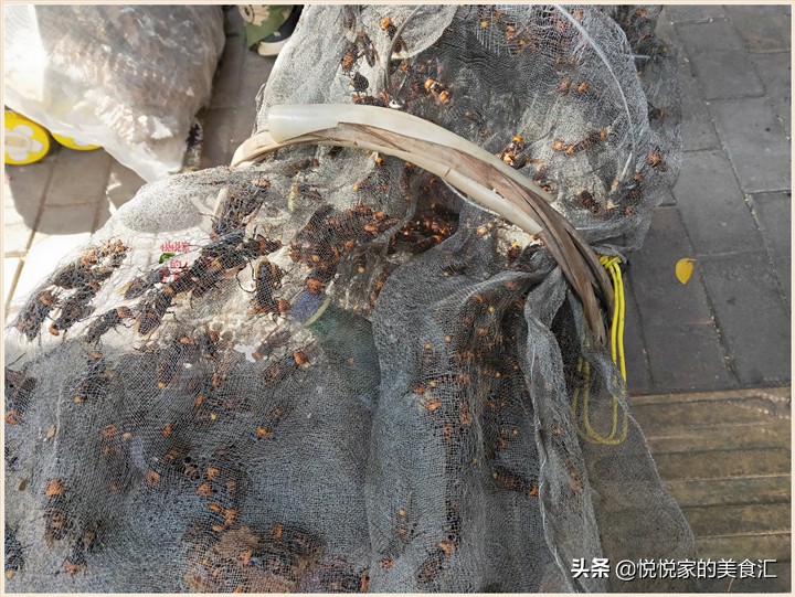 广东黑盾蜂王5元一只,小伙养殖胡蜂一只蜂王卖3000元