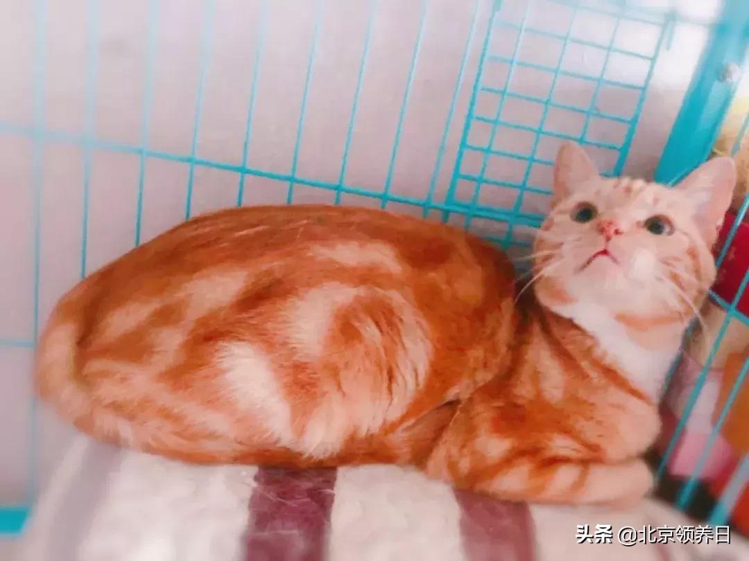 喵星人第二季,喵星人第2季免费观看