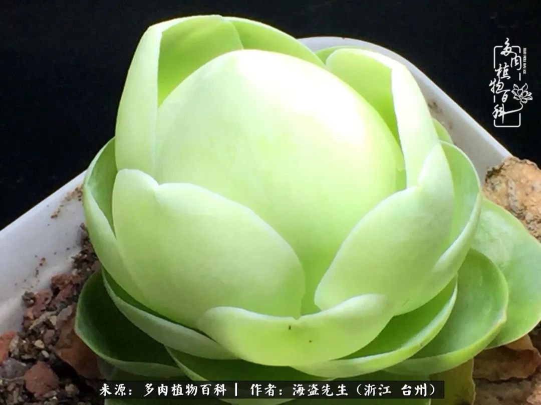 山地玫瑰养护顺口溜,山地玫瑰的养护种植注意事项视频