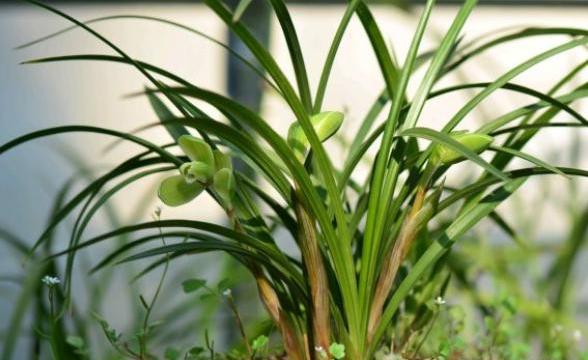 兰花换盆分株的最佳时间和方法,老花匠养花技术视频