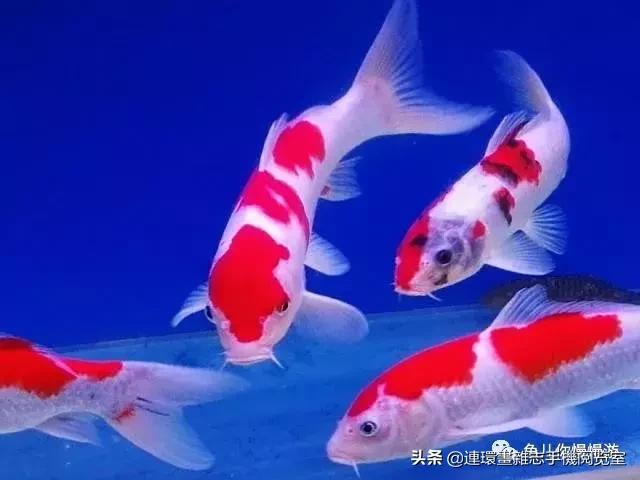 漂亮极了的十三种观赏鱼,漂亮的热带鱼观赏鱼有哪些