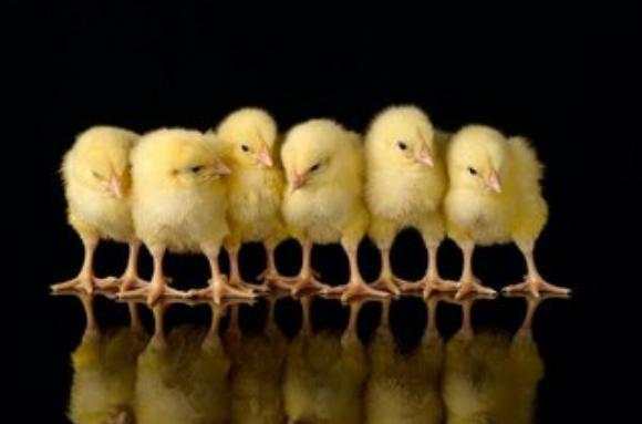 初生雏鸡的雌雄鉴别方法有,雏鸡翻肛雌雄鉴别法