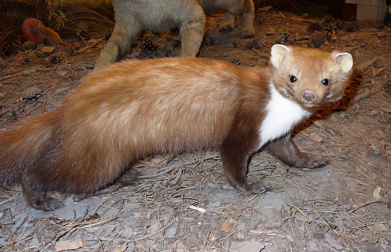 为什么黄鼠狼不能杀科学告诉你,黄鼠狼不能打死有科学依据吗