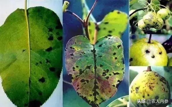 梨树高产秘方,梨树栽培技术及病虫害防治措施