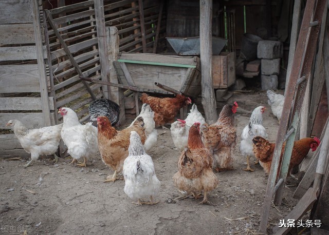 下雨天鸡用啥药预防,高温天气鸡容易得什么病