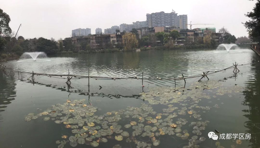 华侨城小学配套什么中学,华侨城对口小学