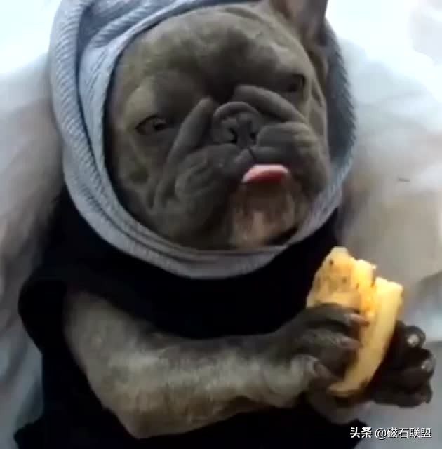 法斗洗澡的正确方法不臭,法斗洗澡臭怎么办