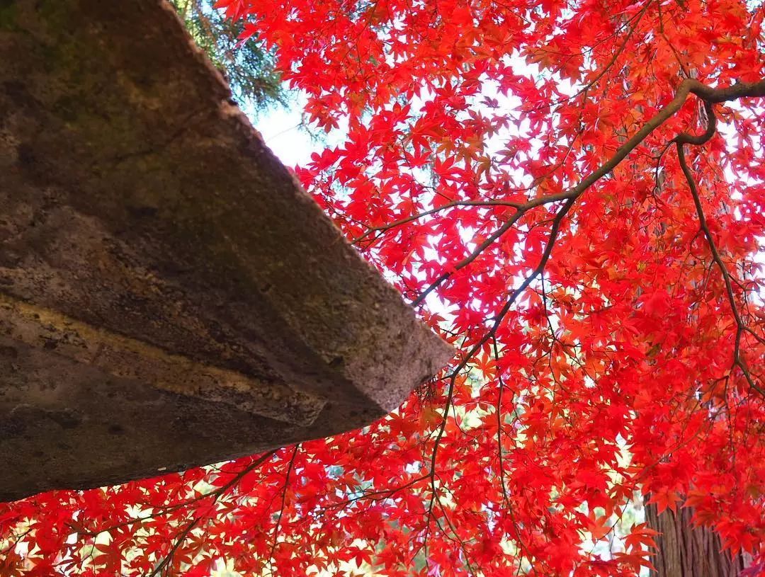 停车坐爱枫林晚，感受火红的秋