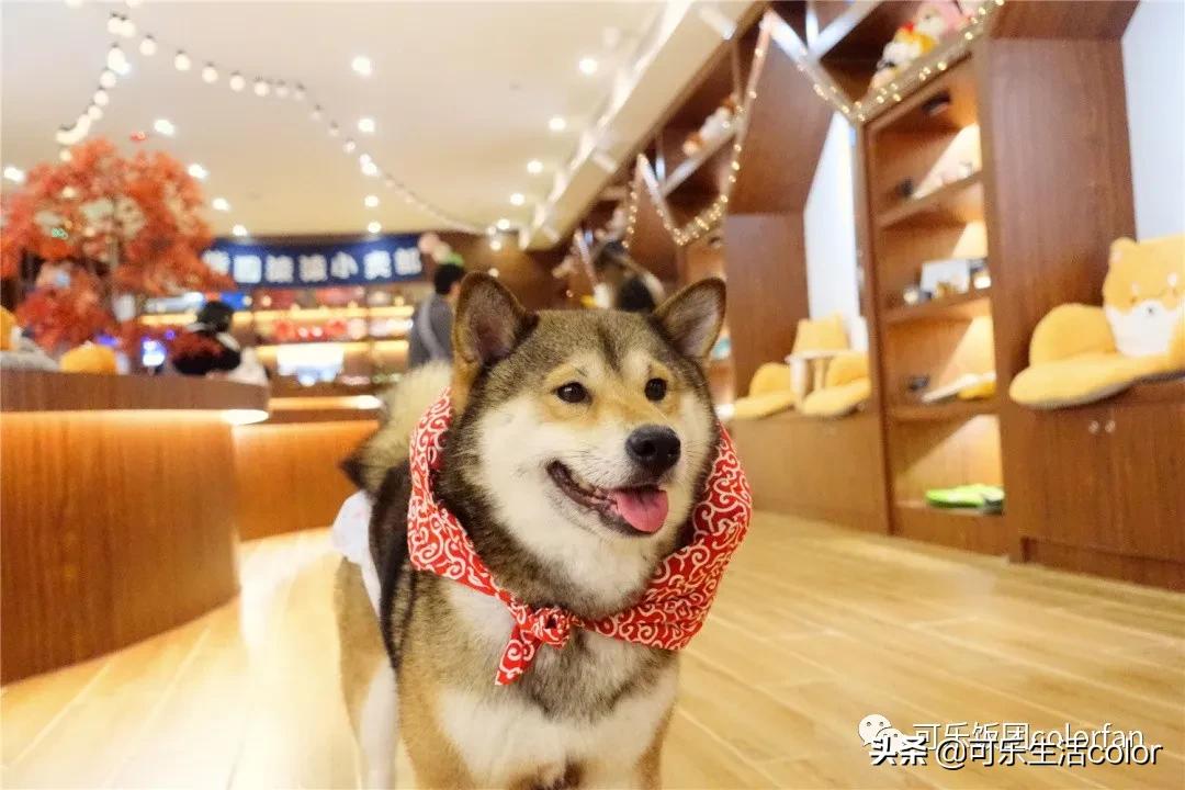 撸柴犬店广州,撸柴宠物乐园