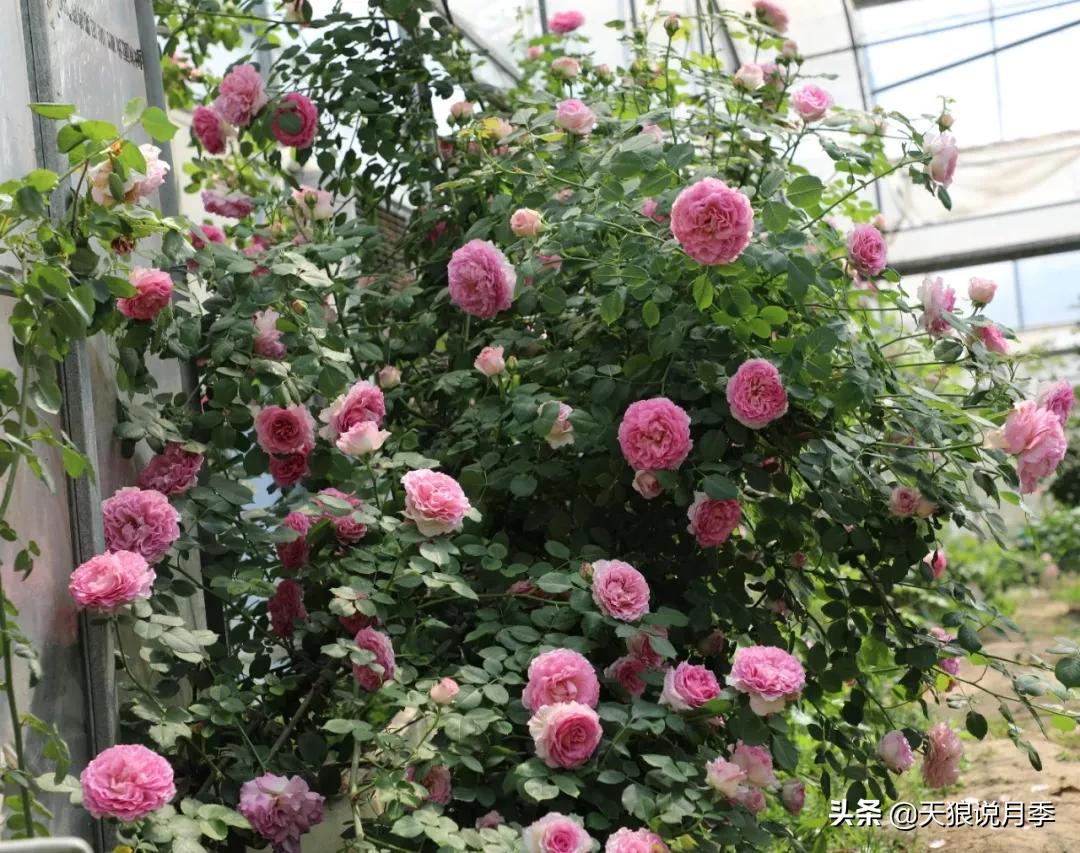 又一个十年,国产自育品种