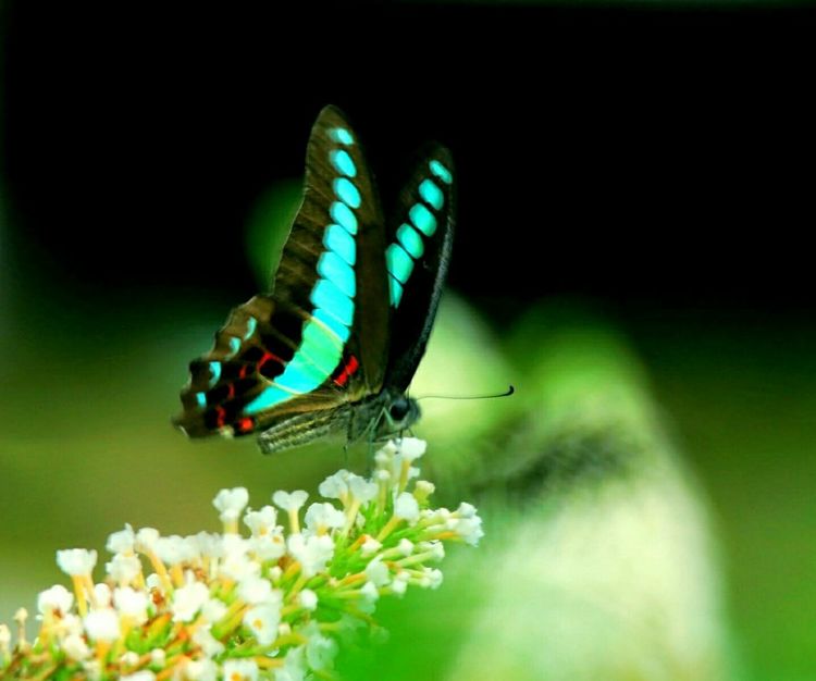 原创蝴蝶恋花,蝶恋花蝴蝶原唱