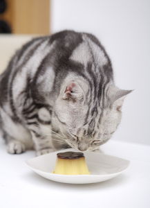 猫传腹猫咪一直叫是疼的吗,猫咪最可怕的公猫