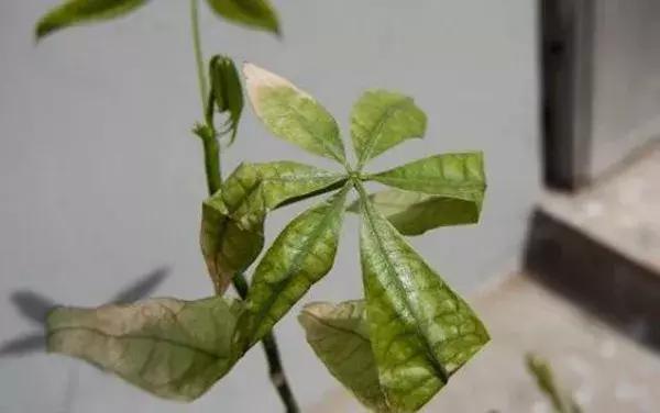 家里养的绿植长白霉怎么处理,家里的绿植老是生虫怎么办